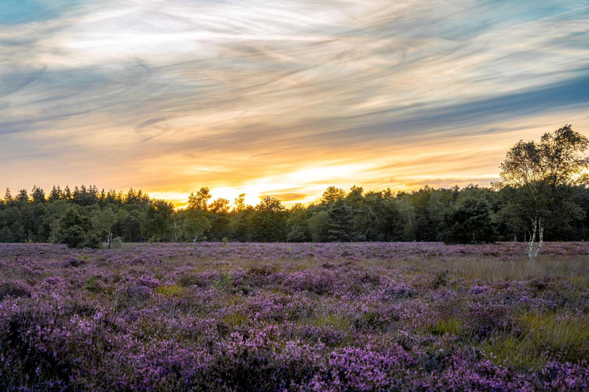 Veluwe Park Reewold Chalet Infinity พุทเทิน ภายนอก รูปภาพ